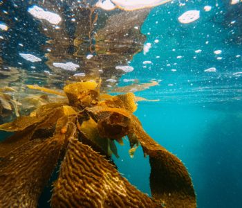 kelp underwater